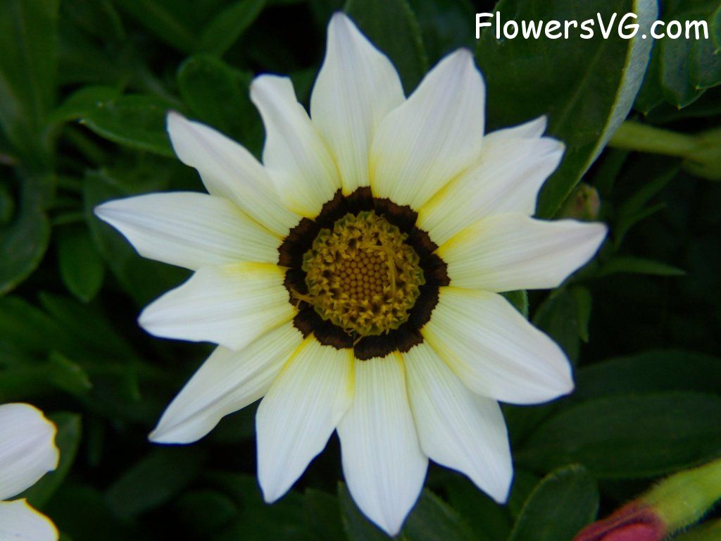 daisy flower Photo abflowers4266.jpg