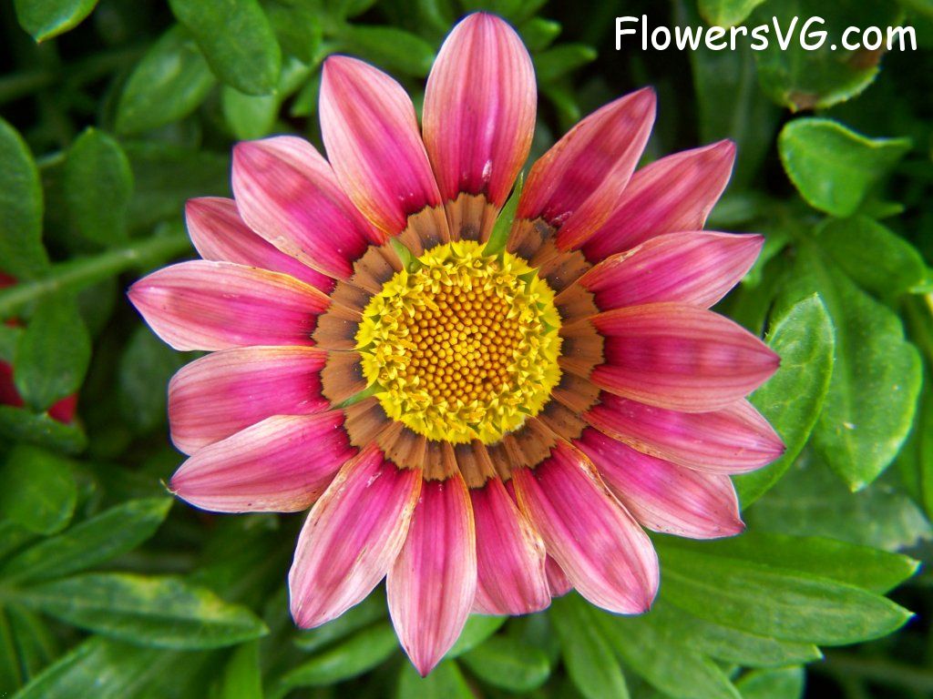 daisy flower Photo abflowers4309.jpg