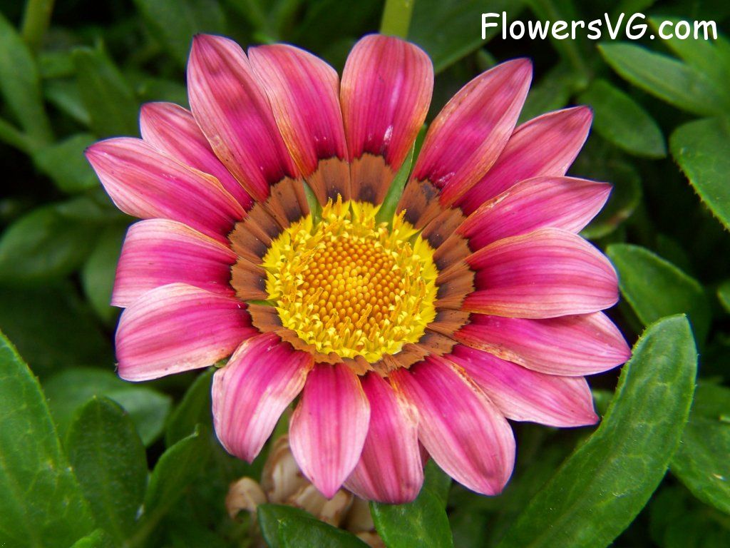 daisy flower Photo abflowers4317.jpg