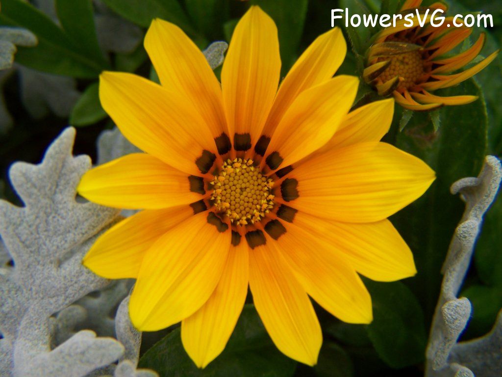 daisy flower Photo abflowers4320.jpg