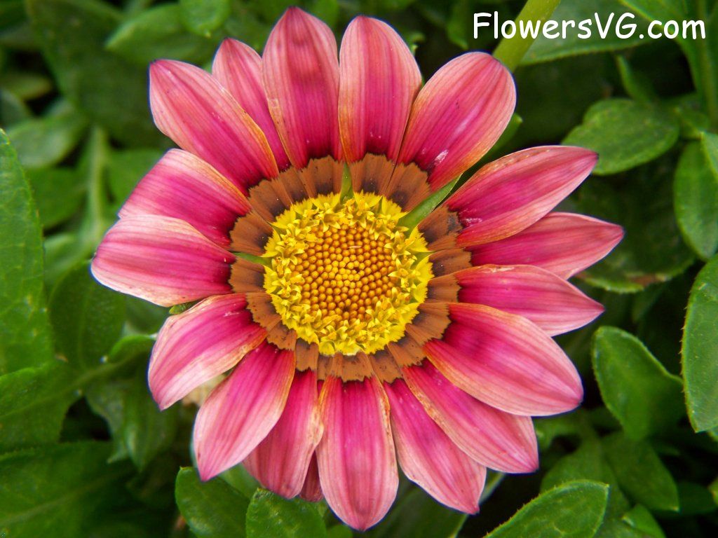 daisy flower Photo abflowers4324.jpg