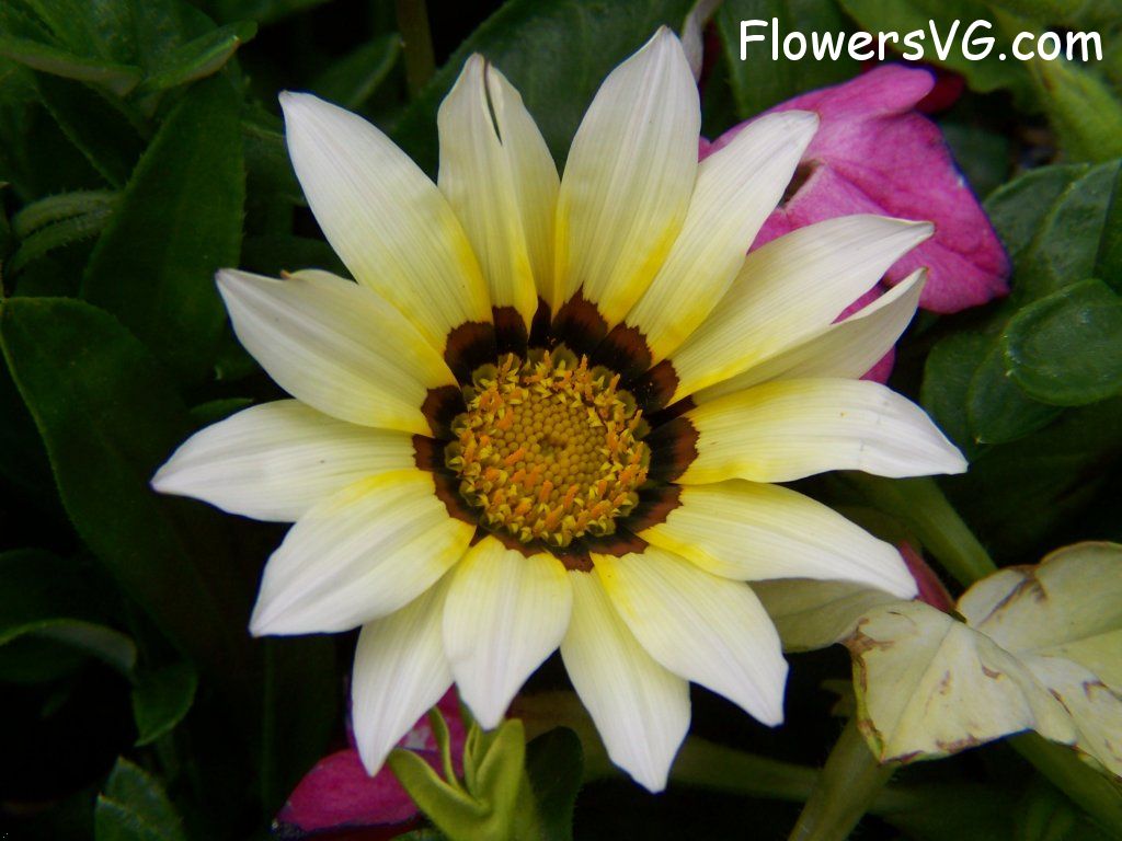 daisy flower Photo abflowers4403.jpg