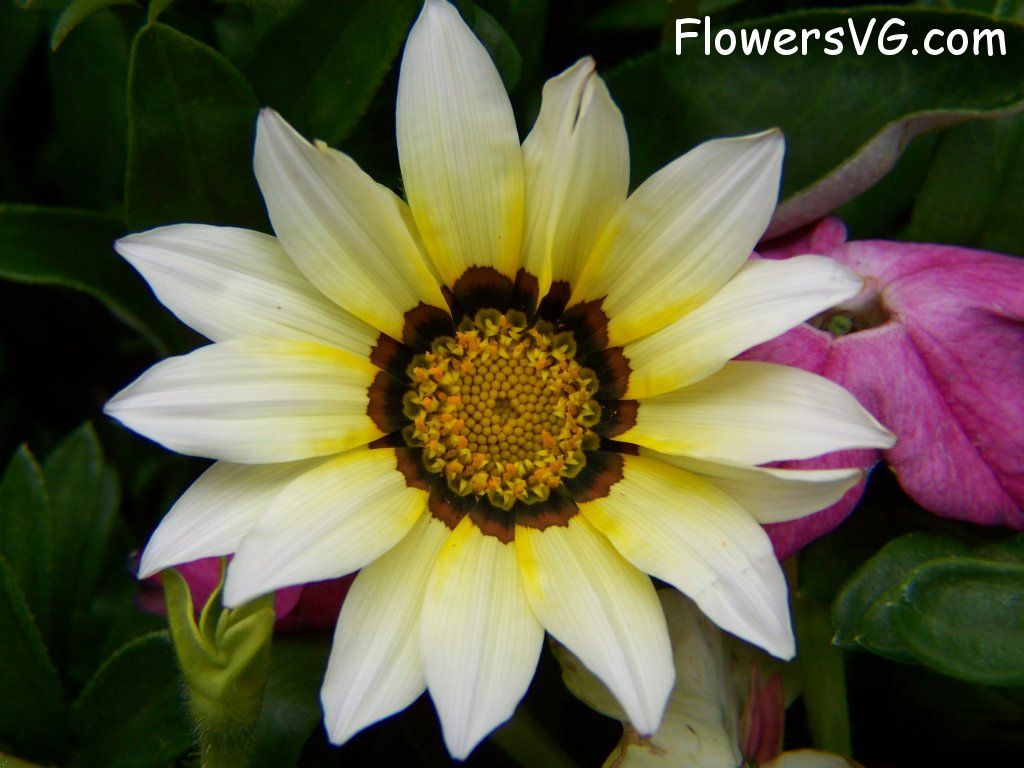 daisy flower Photo abflowers4404.jpg