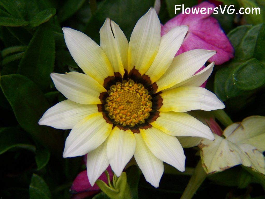 daisy flower Photo abflowers4405.jpg