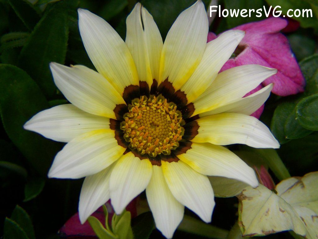 daisy flower Photo abflowers4406.jpg