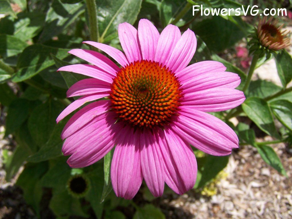 daisy flower Photo abflowers4592.jpg