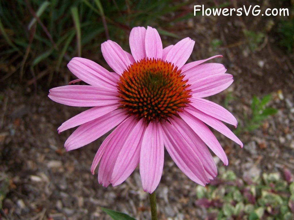 daisy flower Photo abflowers4716.jpg