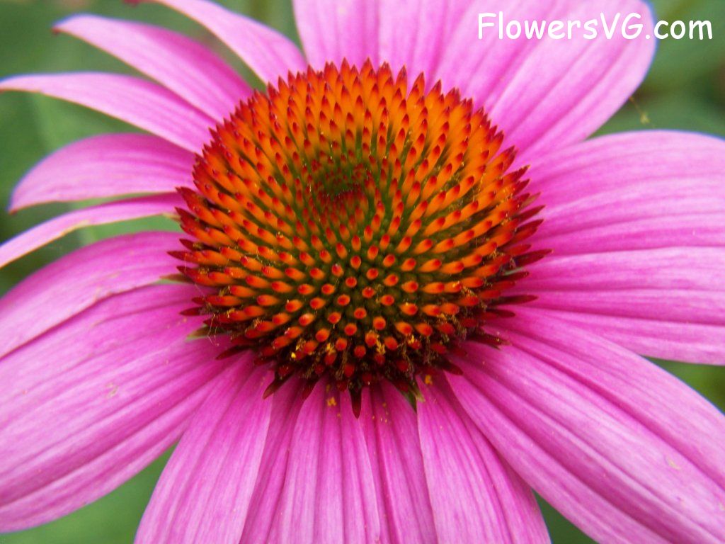 daisy flower Photo abflowers4724.jpg