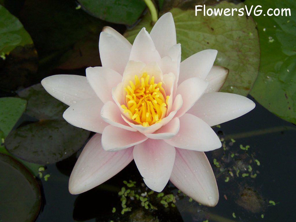 lily flower Photo abflowers4818.jpg