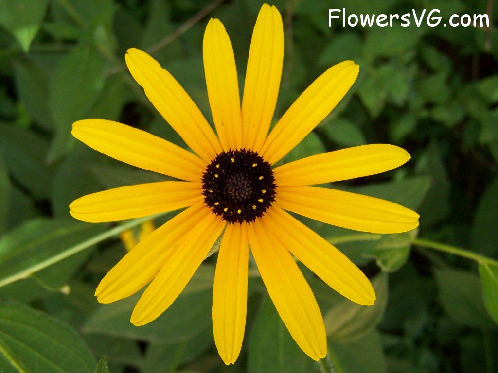 daisy flower Photo abflowers5490.jpg