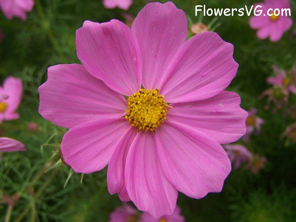 daisy flower Photo abflowers5534.jpg