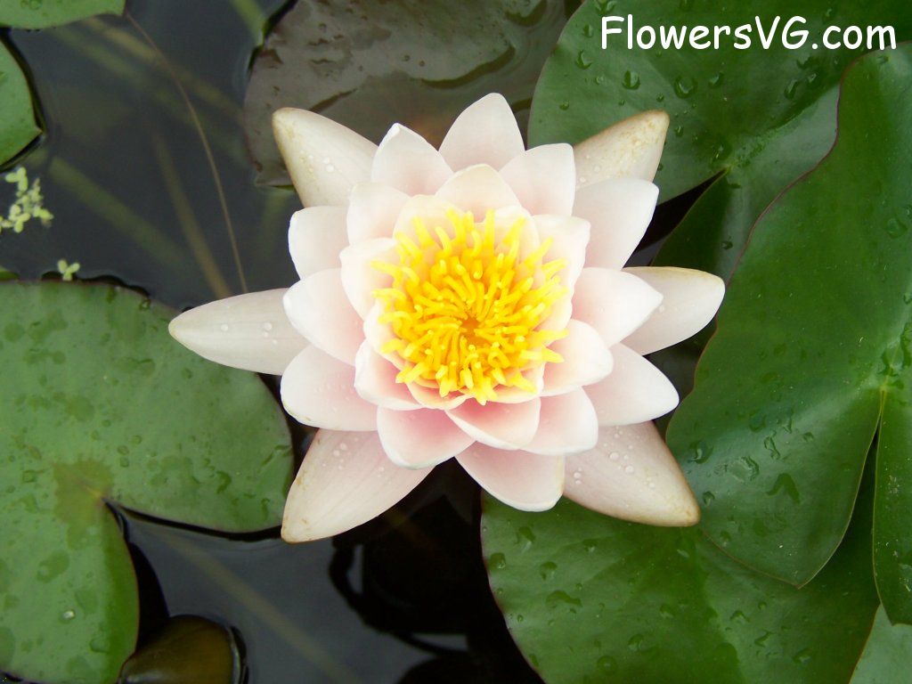 lily flower Photo abflowers5604.jpg