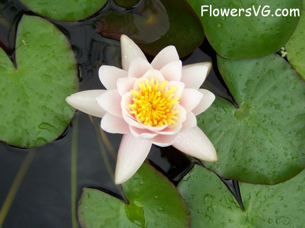 lily flower Photo abflowers5605.jpg