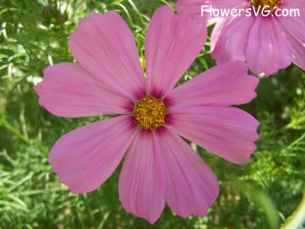 daisy flower Photo abflowers5742.jpg