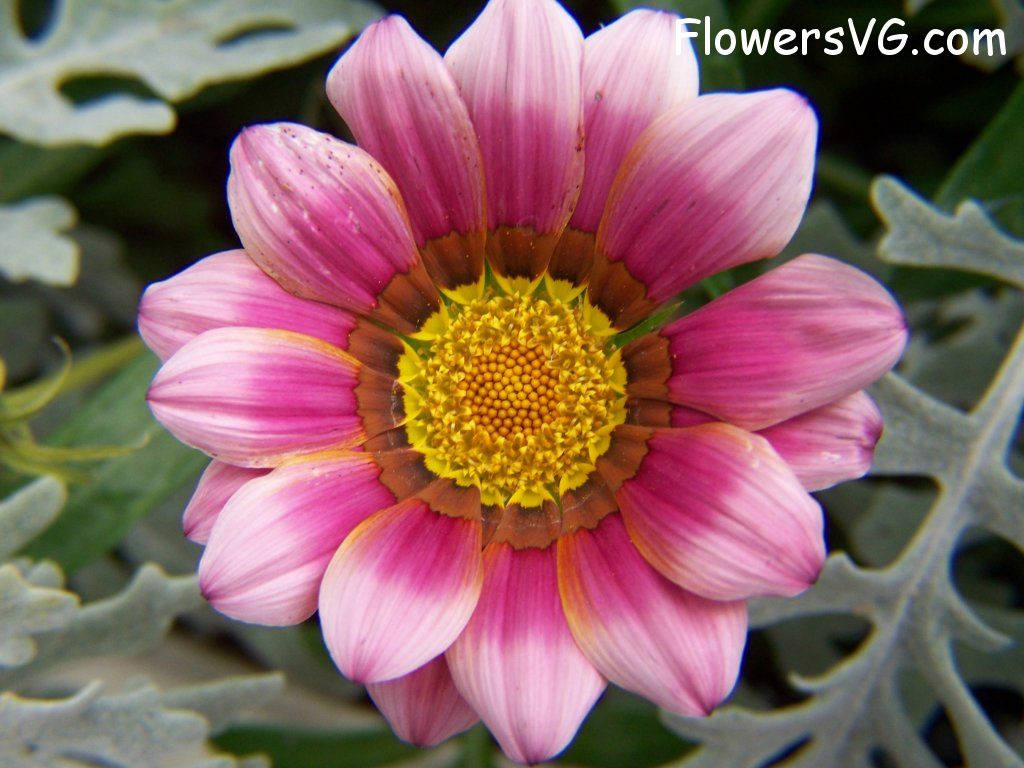 daisy flower Photo abflowers5932.jpg