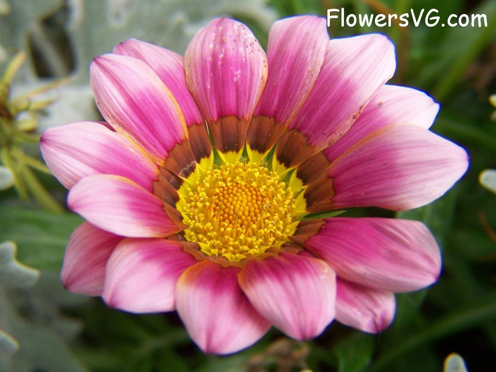 daisy flower Photo abflowers5933.jpg
