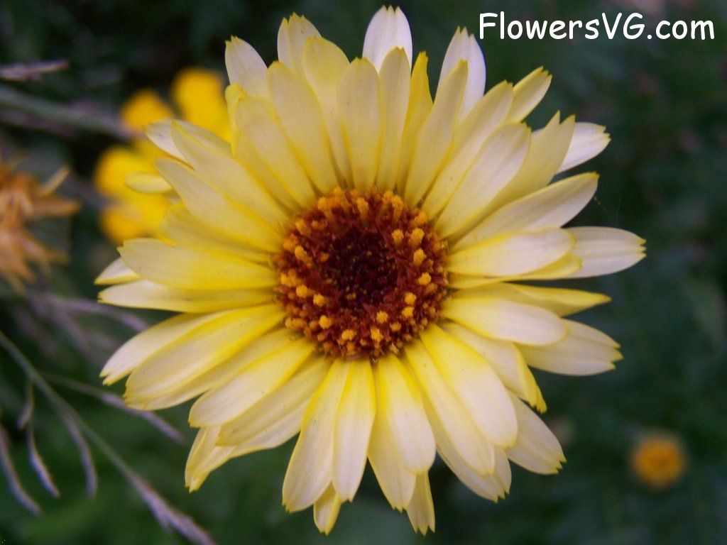 daisy flower Photo abflowers6128.jpg