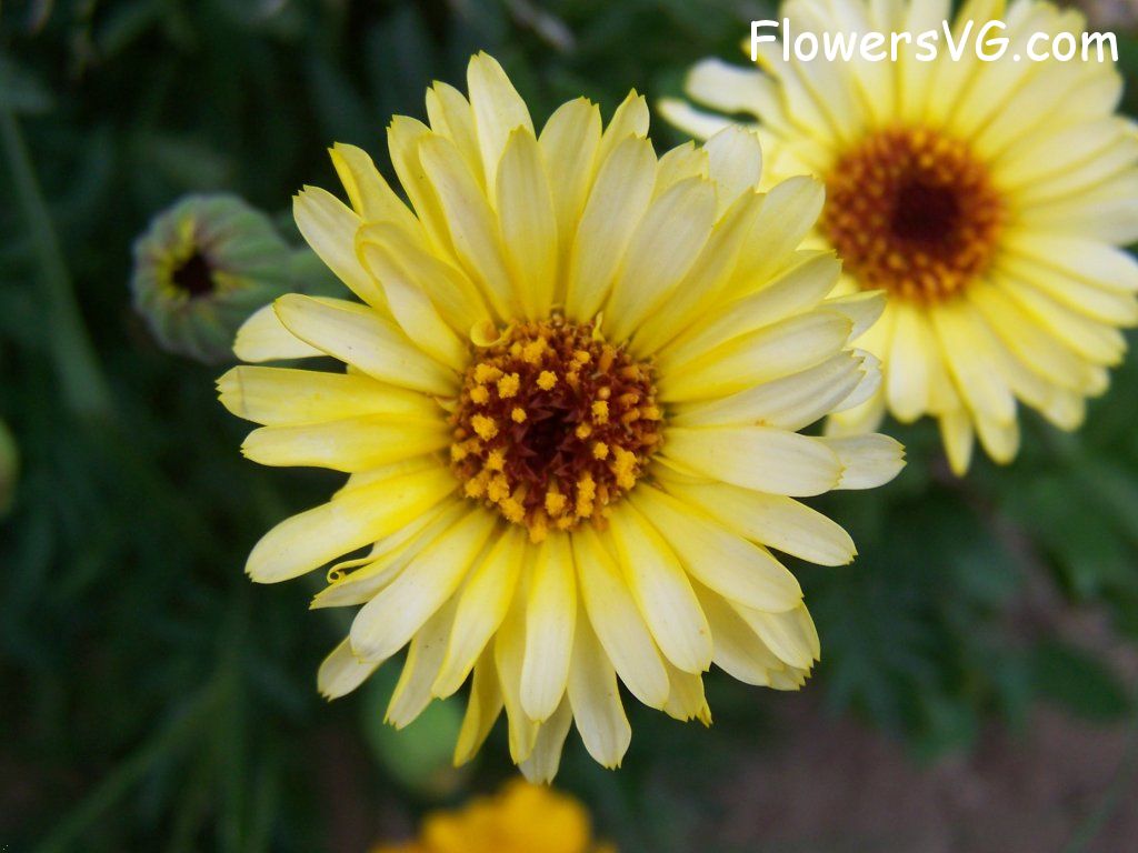 daisy flower Photo abflowers6138.jpg