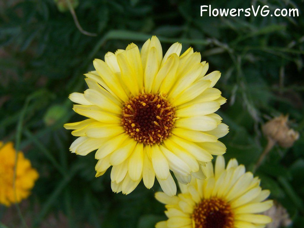 daisy flower Photo abflowers6141.jpg