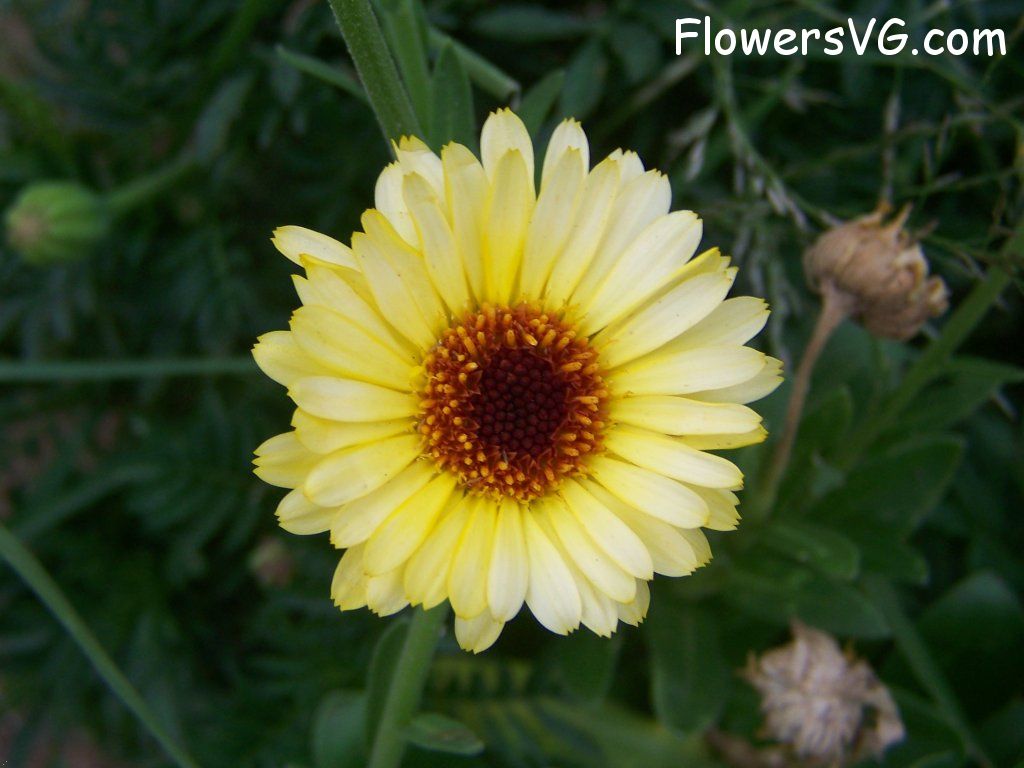 daisy flower Photo abflowers6143.jpg