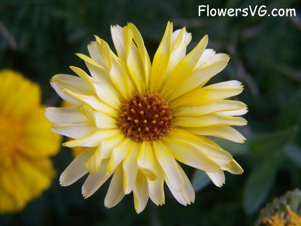 daisy flower Photo abflowers6158.jpg