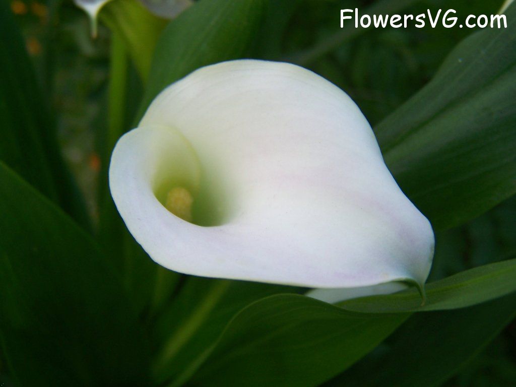 lily flower Photo abflowers7064.jpg