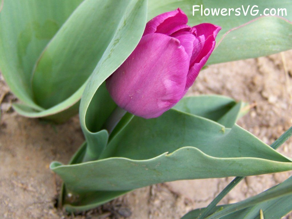 tulip flower Photo abflowers7128.jpg