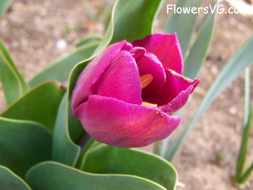 tulip flower Photo abflowers7151.jpg
