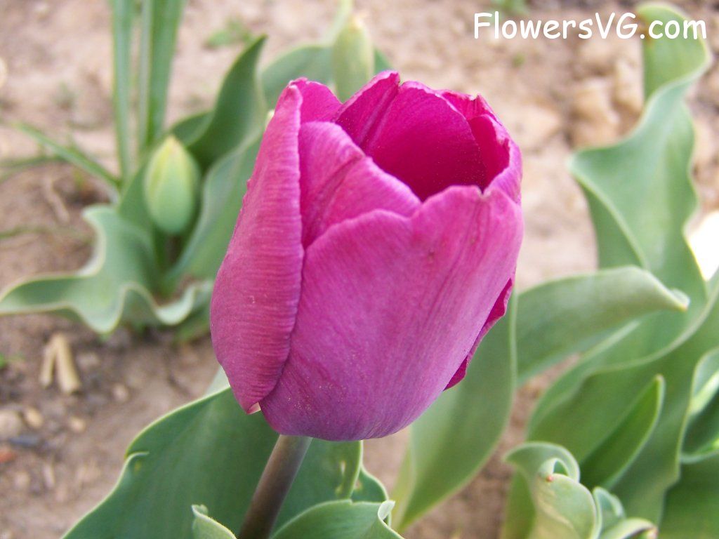 tulip flower Photo abflowers7226.jpg
