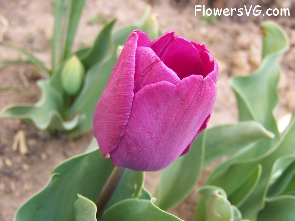 tulip flower Photo abflowers7227.jpg