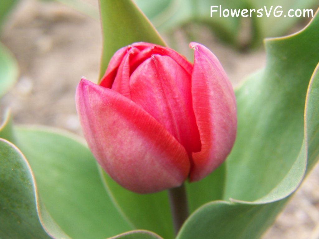 tulip flower Photo abflowers7297.jpg