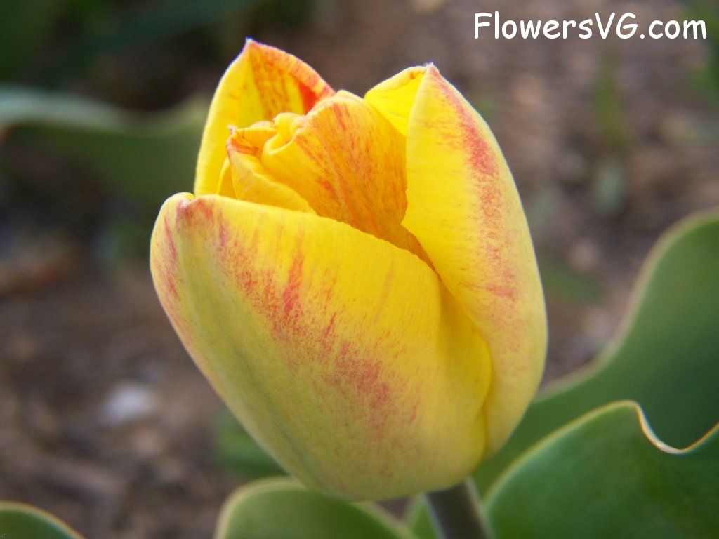 tulip flower Photo abflowers7320.jpg