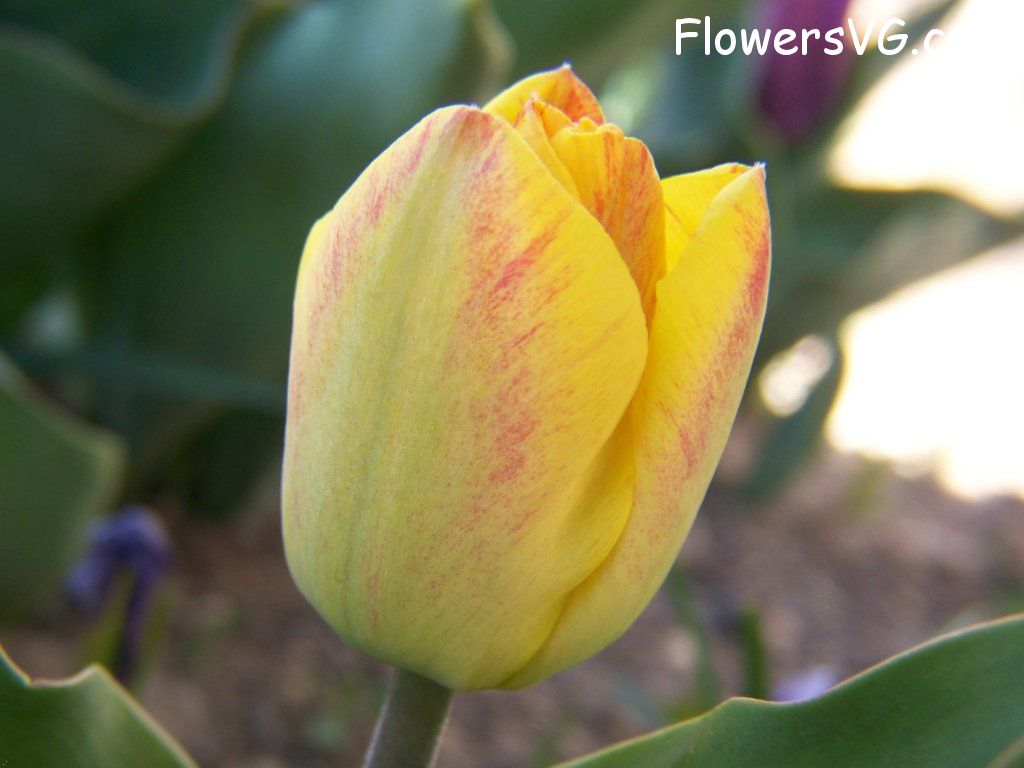 tulip flower Photo abflowers7321.jpg