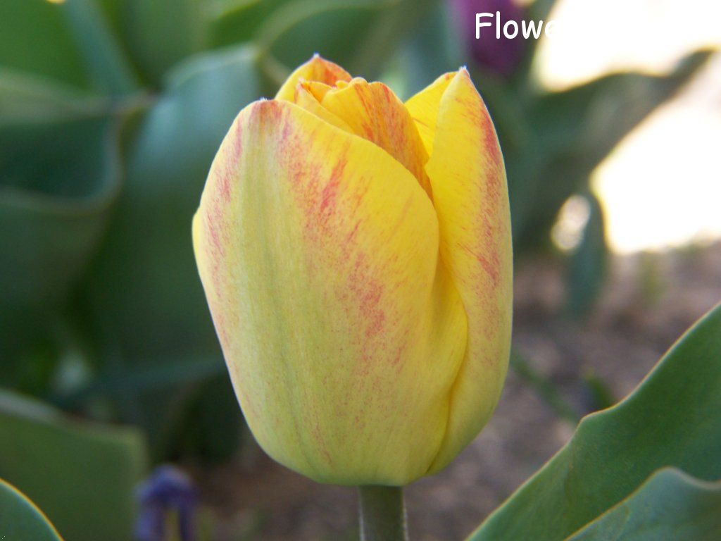 tulip flower Photo abflowers7322.jpg