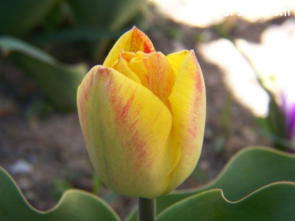 tulip flower Photo abflowers7323.jpg