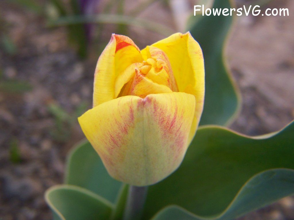 tulip flower Photo abflowers7327.jpg