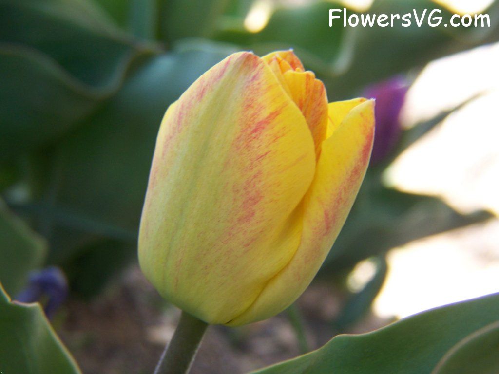 tulip flower Photo abflowers7328.jpg