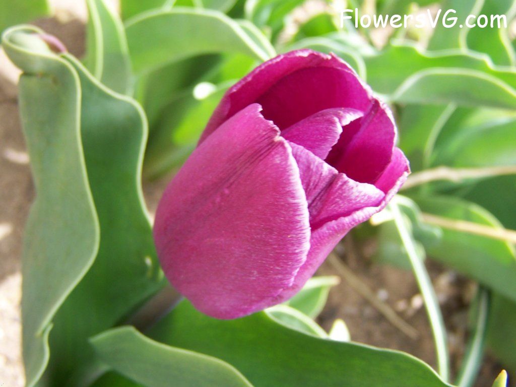tulip flower Photo abflowers7344.jpg