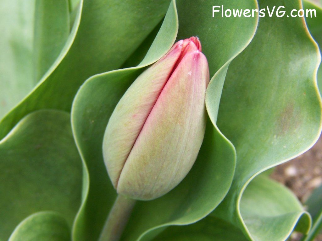 tulip flower Photo abflowers7350.jpg