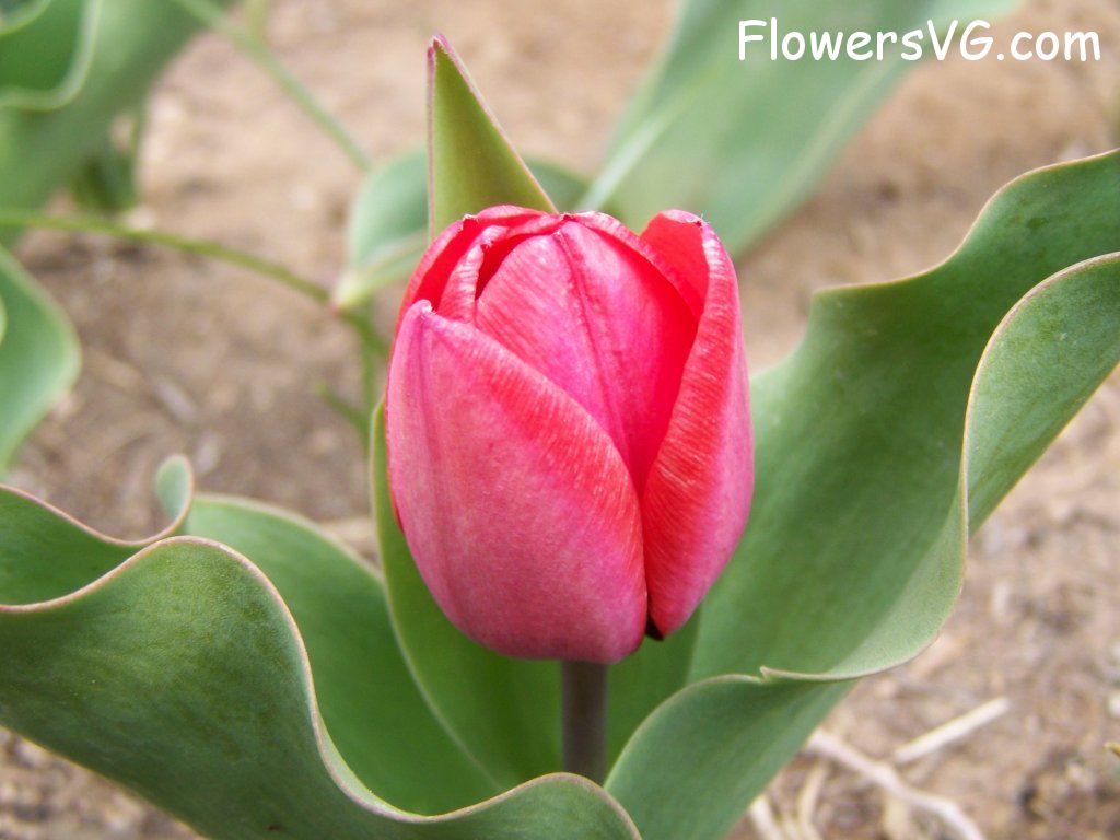 tulip flower Photo abflowers7353.jpg
