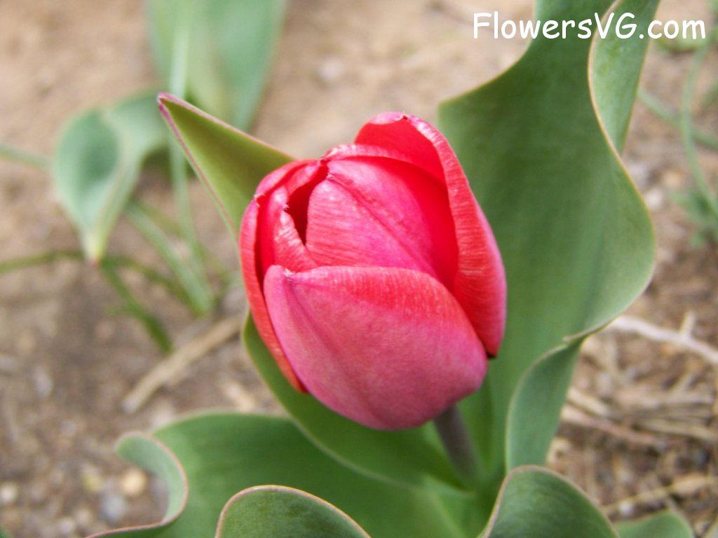 tulip flower Photo abflowers7354.jpg