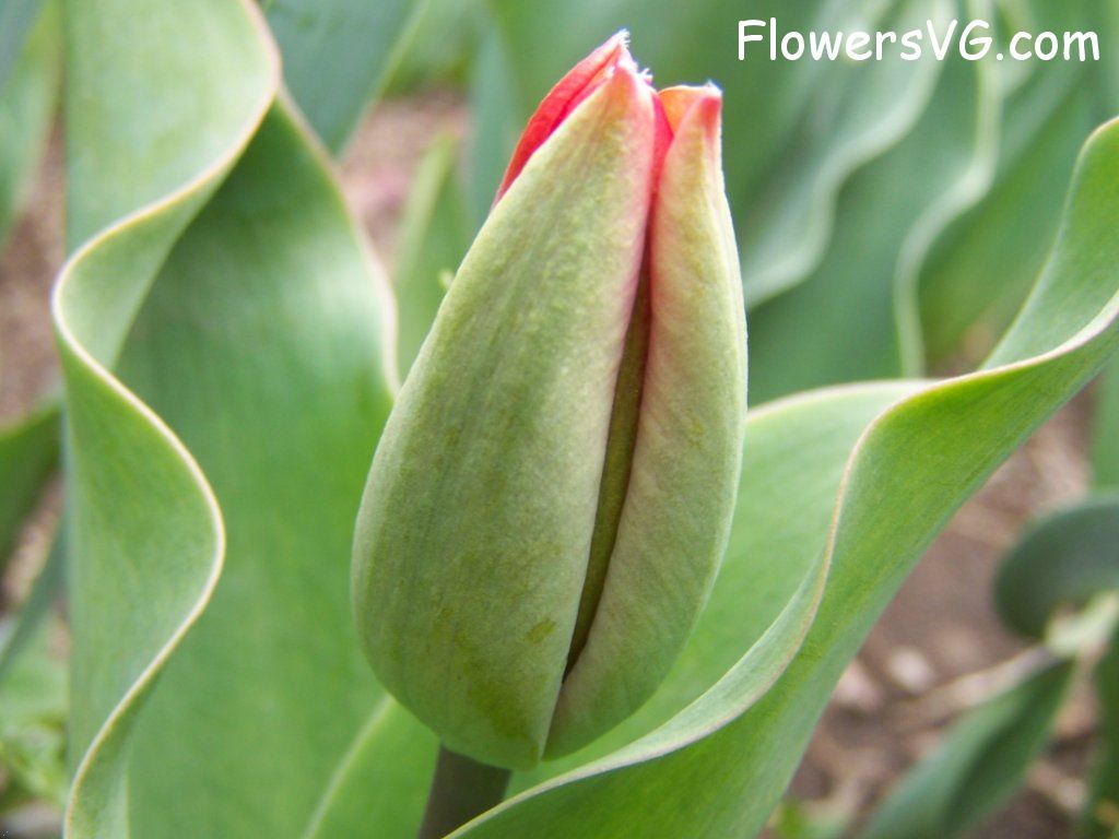 tulip flower Photo abflowers7356.jpg