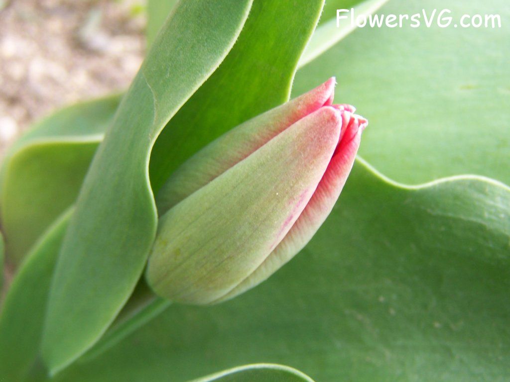 tulip flower Photo abflowers7368.jpg