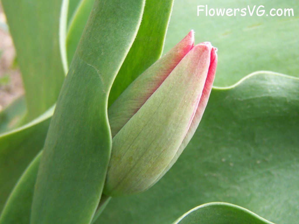 tulip flower Photo abflowers7369.jpg