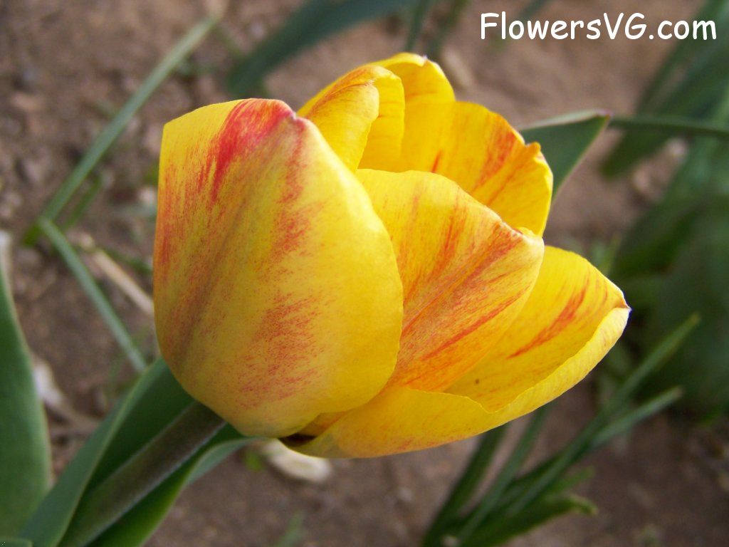 tulip flower Photo abflowers7374.jpg