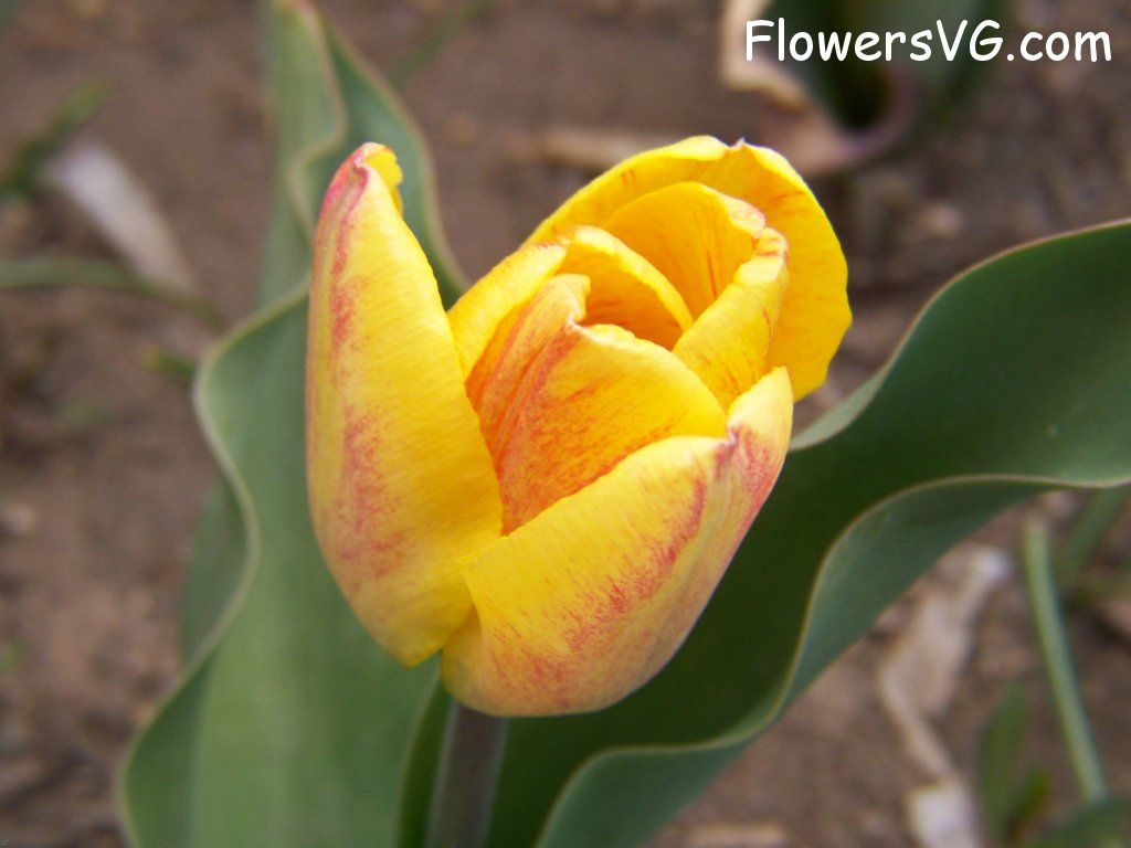 tulip flower Photo abflowers7375.jpg