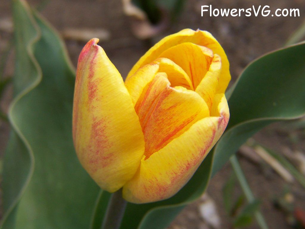 tulip flower Photo abflowers7376.jpg