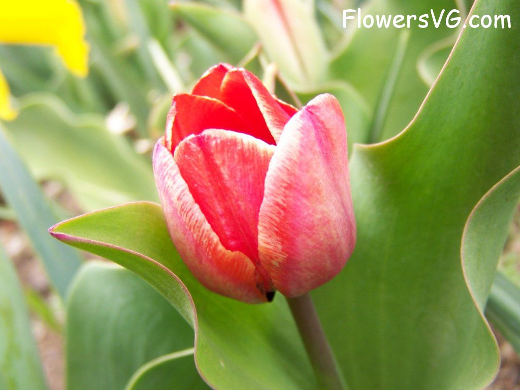 tulip flower Photo abflowers7378.jpg