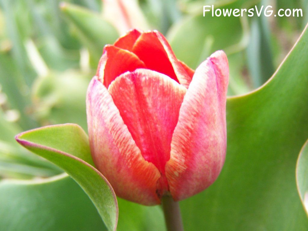 tulip flower Photo abflowers7380.jpg