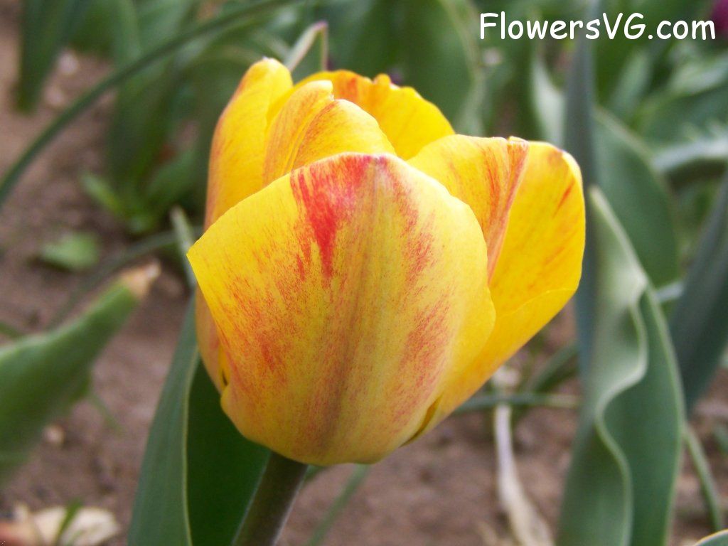 tulip flower Photo abflowers7384.jpg